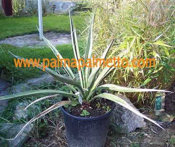 Yucca baccata var.vespertiana / 50-60 cm