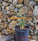Yucca baileyi 2 Pflanzen im Topf / 40-50 cm
