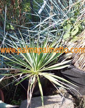 Yucca carnerosana / 40-50 cm
