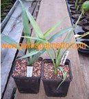 Yucca carnerosana / 40-50 cm