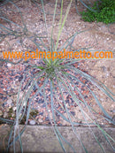 Yucca aloifolia marginata (Golden Spanish Dagger) 70-90 cm