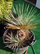 Yucca elata verdiensis snowflake / 30-40 cm
