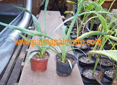 Yucca faxoniana / 50-70 cm