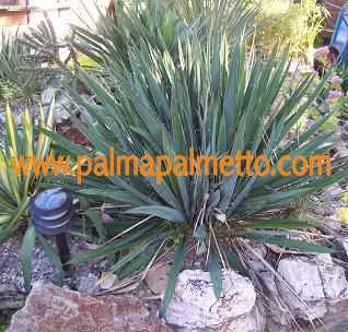 Yucca filamentosa "Adams Needle" / 40-50 cm