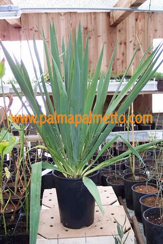 Yucca filamentosa "Adams Needle" / 40-50 cm
