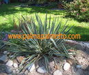 Yucca filamentosa "Bright Edge" / 25-35 cm