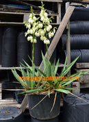 Yucca filamentosa x flaccida 3-6 Pflanzen / 20-30 Lt. Topf