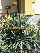 Yucca filamentosa ssp. concava / 20-30 cm