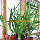 Yucca filamentosa / 30-40 cm