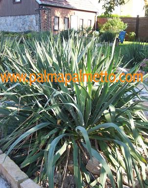 Yucca flaccida / 30-40 cm