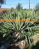 Yucca flaccida Cherokee Area Tennesee / 30-40 cm