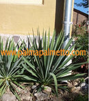 Yucca flaccida "New Berlin" / 30-35 cm