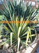 Yucca flaccida "Golden Sword" / ca. 30 cm