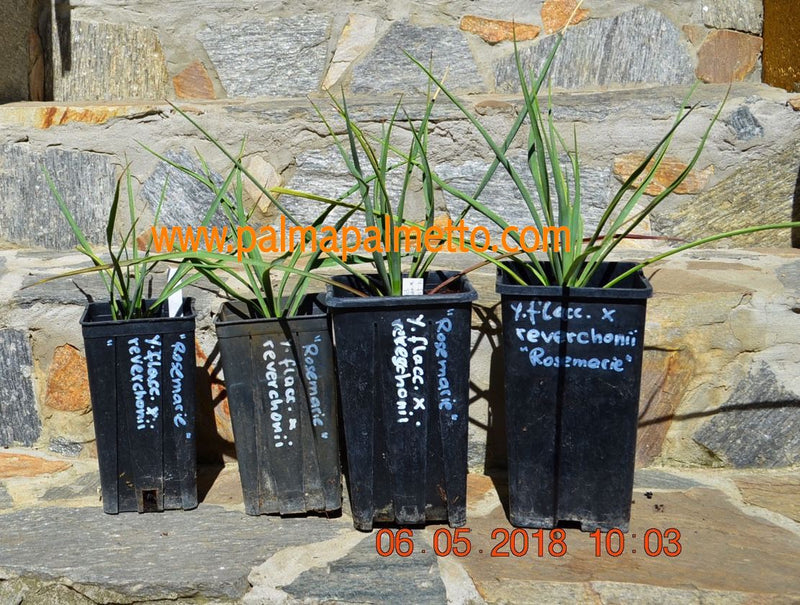 Yucca flaccida x reverchonii Rosemarie / 40-50 cm