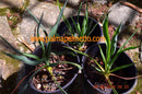 Yucca flaccida Cherokee Area Tennesee / 30-40 cm