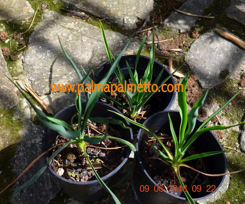 Yucca flaccida Cherokee Area Tennesee / 30-40 cm