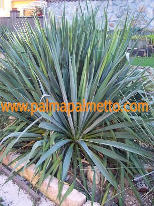 Yucca flaccida / 30-40 cm
