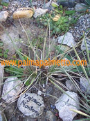 Yucca glauca Montana / 25-30 cm