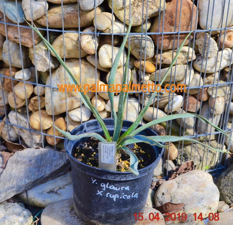 Yucca glauca x rupicola / 30-40 cm