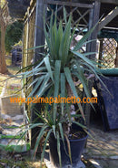 Yucca gloriosa 50-60 cm / 3-5 Lt. Topf