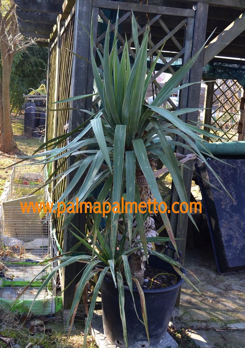 Yucca gloriosa 40-50 cm / 3-5 Lt. Topf