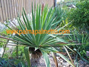Yucca gloriosa 40-50 cm / 3-5 Lt. Topf