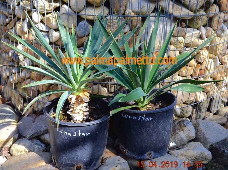Yucca gloriosa "Lone Star" ECHT mit Stamm 10-15 cm / 40-50 cm
