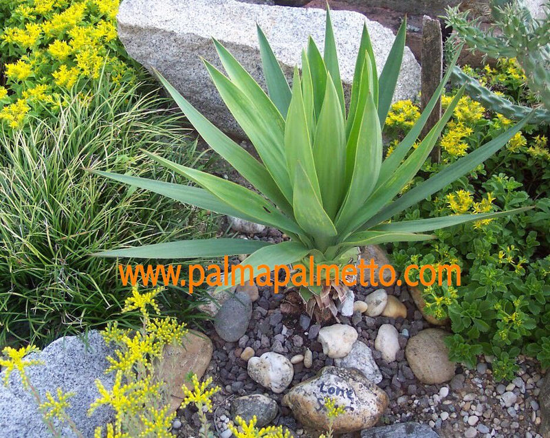 Yucca gloriosa "Lone Star" ECHT mit Stamm 10-15 cm / 40-50 cm