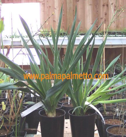 Yucca gloriosa 40-50 cm / 3-5 Lt. Topf