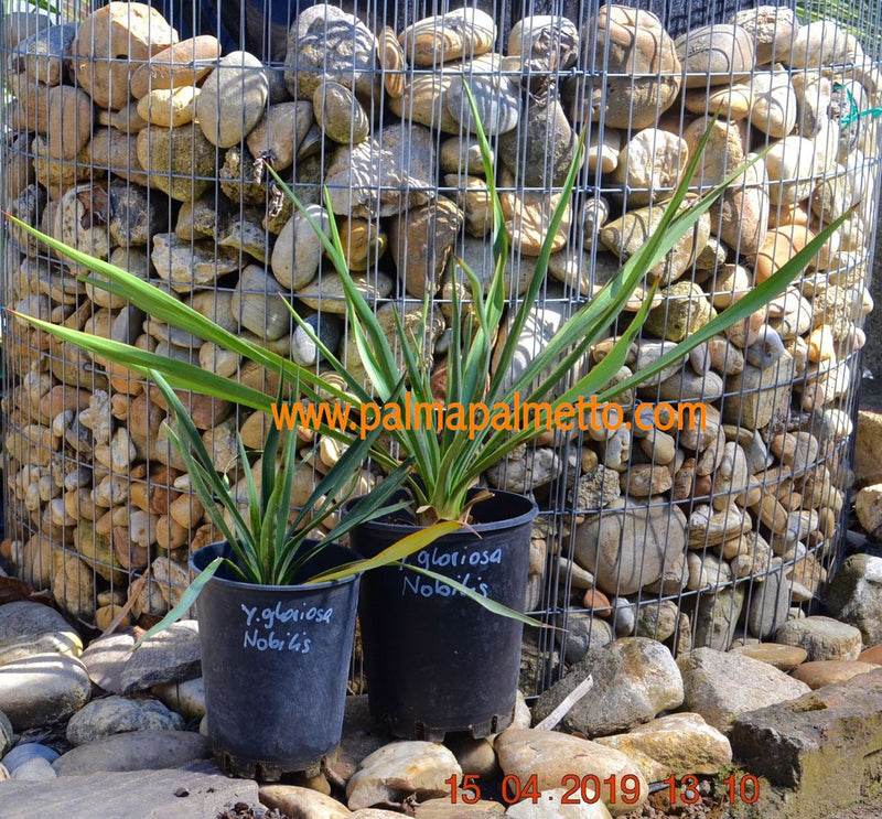 Yucca gloriosa nobilis / 60-70 cm / 3-5 Lt. Topf