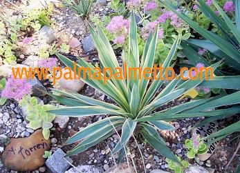 Yucca gloriosa variegata / 30-50 cm