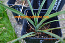 Yucca karlsruhensis x. flac. „Golden Sword“ / ca.30 cm