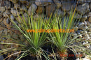 Yucca linearifolia mit 1 bis 3 Ableger / 40-50 cm