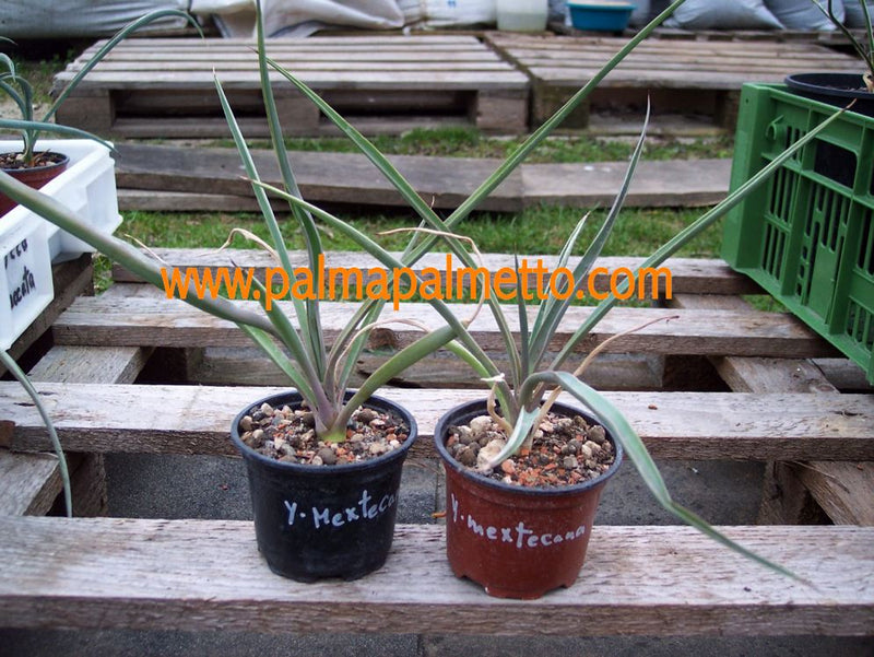 Yucca mixtecana / 20-40 cm