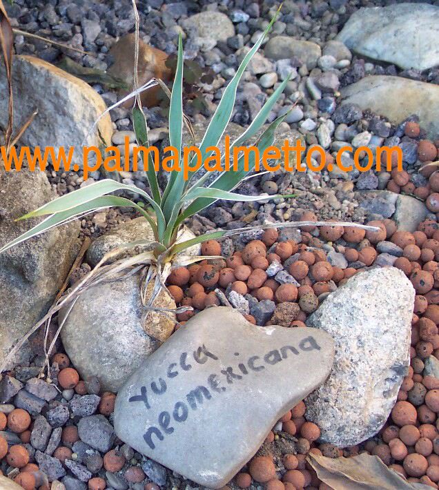 Yucca neomexicana / 30-40 cm