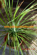 Yucca Queretaroensis hybrid 90-100 cm