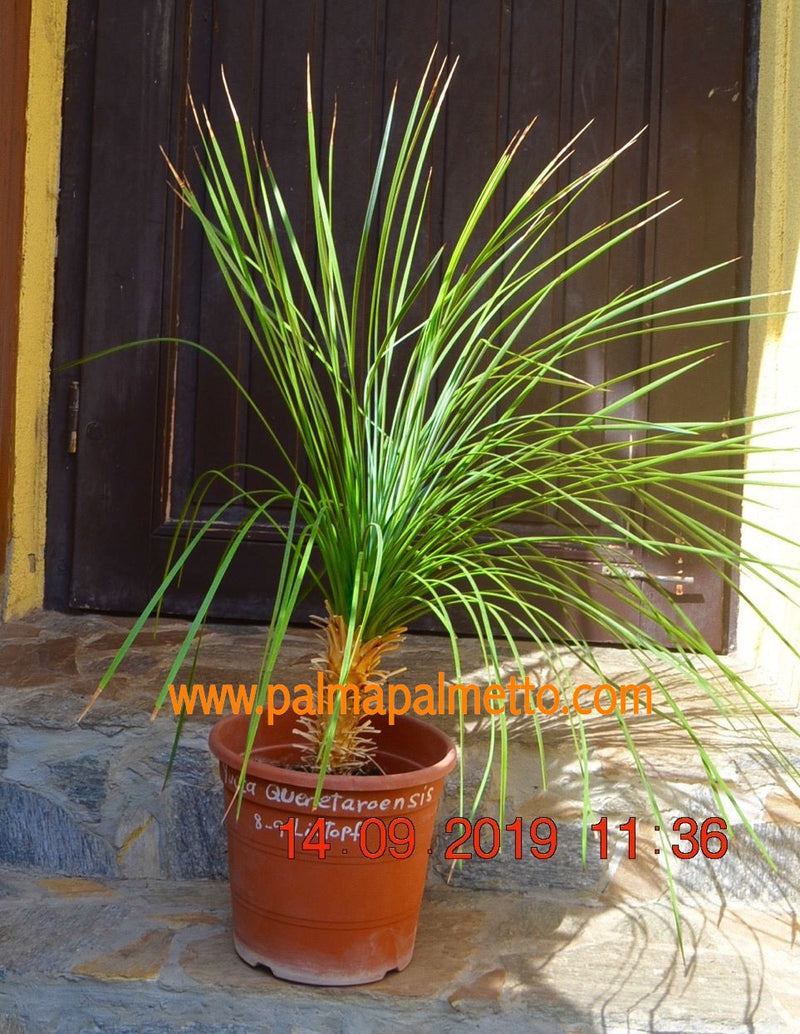 Yucca Queretaroensis hybrid 90-100 cm