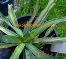 Yucca recurvifolia "Gold Stream" / 30-40 cm