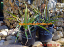 Yucca recurvifolia "Gold Stream" / 30-40 cm