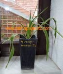 Yucca recurvifolia 'Marginata' / 30-50 cm