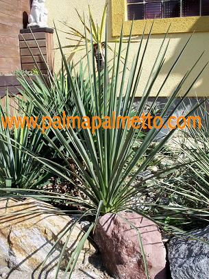 Yucca recurvifolia x glauca (Albuquerque Mystery) / 60-80 cm