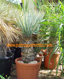 Yucca Rigida / 70-90 cm Topf ∅ 30cm, Stamm 10 cm