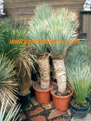 Yucca rostrata / 70-90 cm buschig