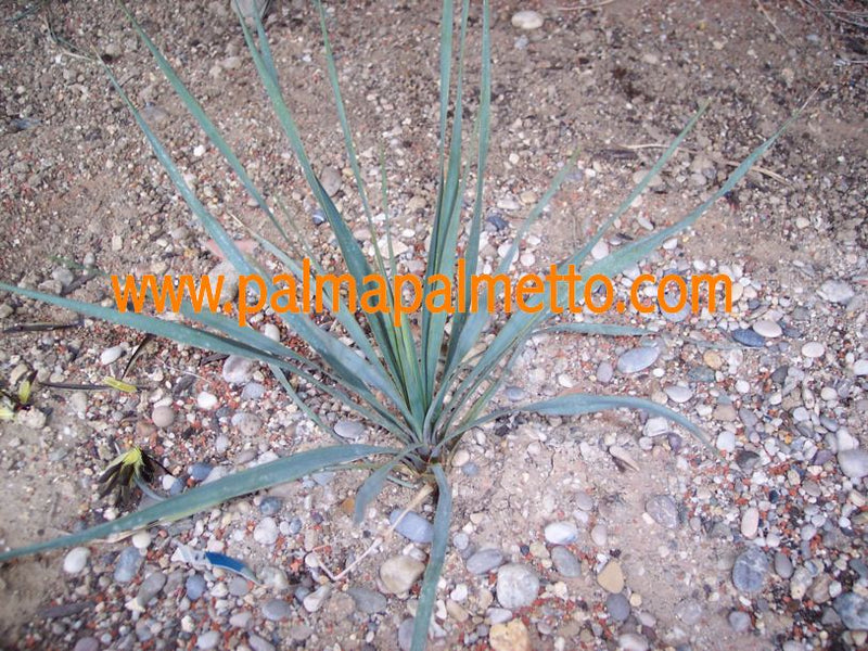 Yucca rostrata / 30-40 cm