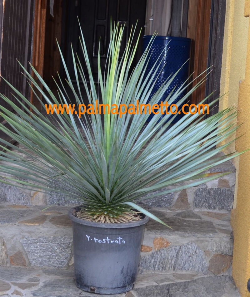 Yucca rostrata 90 cm Höhe, 80 cm DM / 26 cm Topf