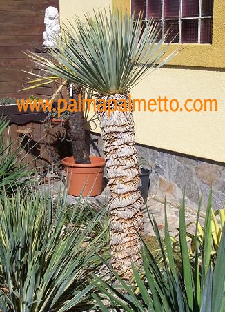Yucca rostrata / 70-90 cm buschig
