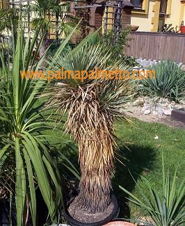 Yucca thompsoniana / 40-50 cm