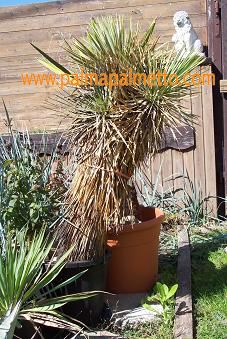 Yucca thompsoniana / 40-50 cm