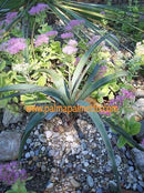 Yucca torreyi / 40-50 cm