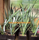 Yucca treculeana / 50-70 cm